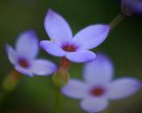 Tiny Little Wildflowers_47252
